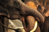 asienreise_thailand_Dschungel-Elefanten